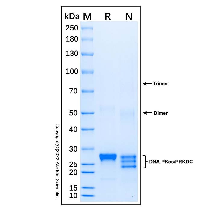 Recombinant Human DNA-PKcs Protein -    by Aladdin Scientific