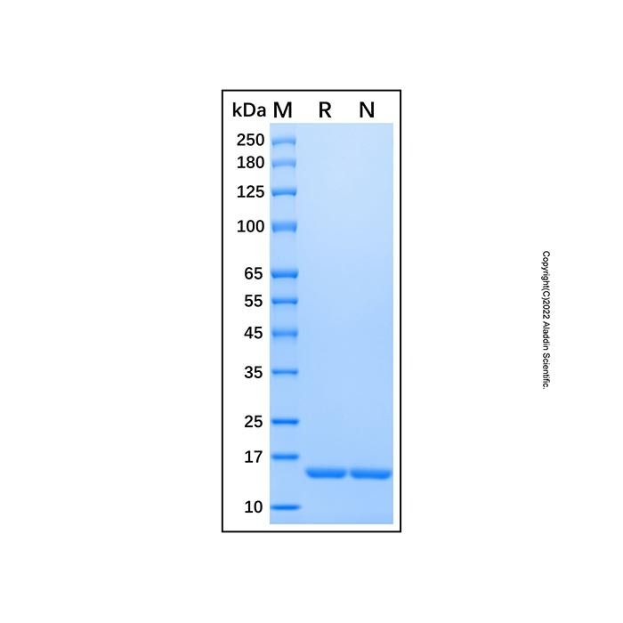 Recombinant Human IL-36 alpha/IL-1F6 Protein -    by Aladdin Scientific