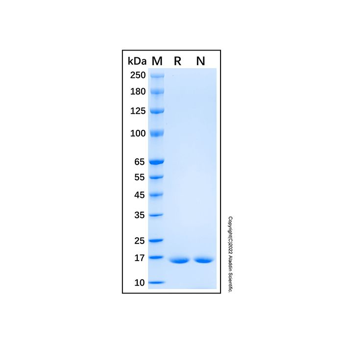 Recombinant Baker's yeast Sumo Protein -    by Aladdin Scientific