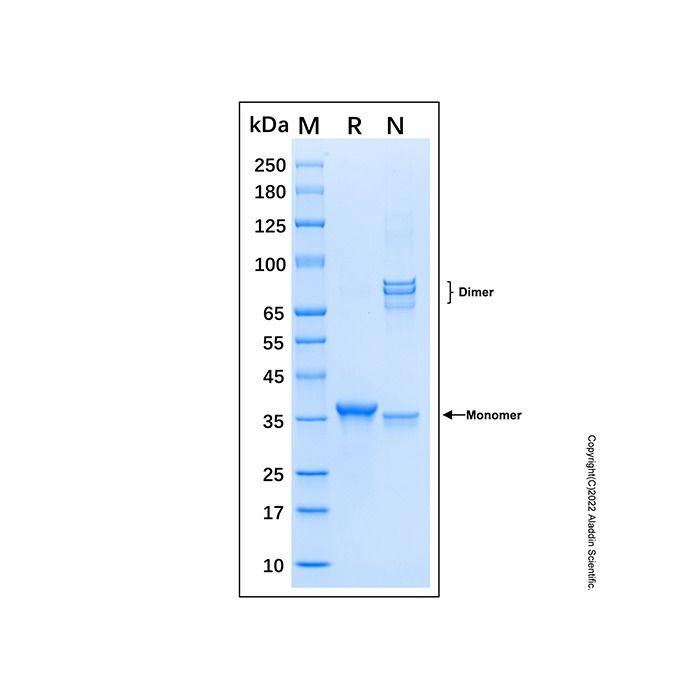 Recombinant Human HIF-2 alpha Protein -    by Aladdin Scientific