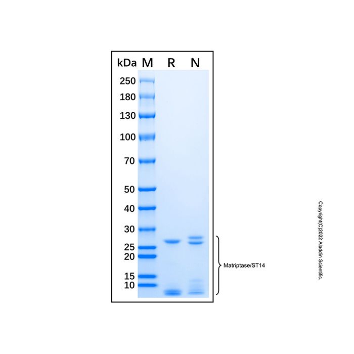 Recombinant Mouse Matriptase/ST14 Catalytic Domain Protein -    by Aladdin Scientific