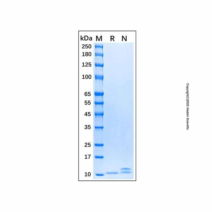 Recombinant Human EGF Protein -    by Aladdin Scientific
