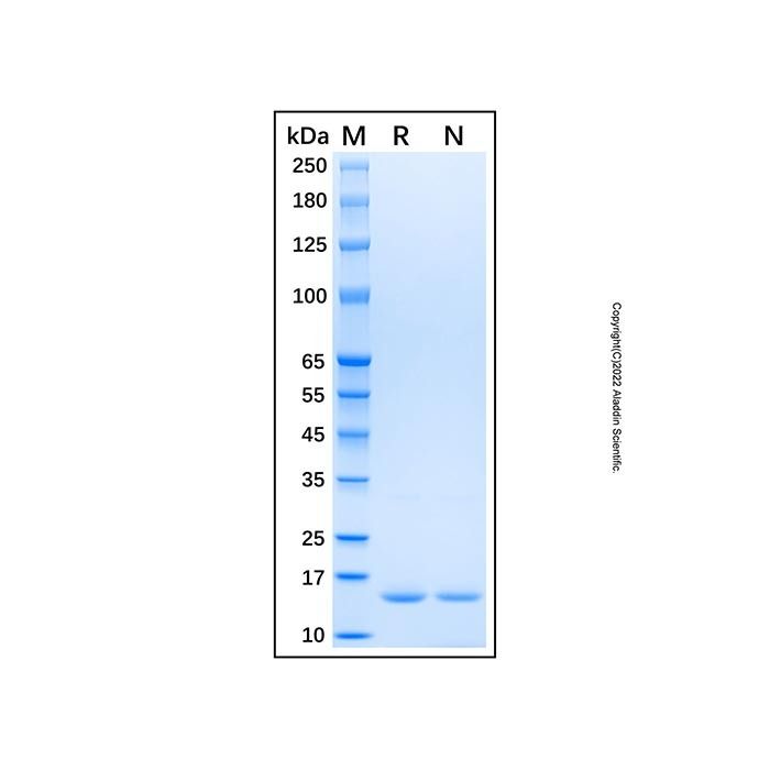 Recombinant Human IFN-gamma Protein -    by Aladdin Scientific