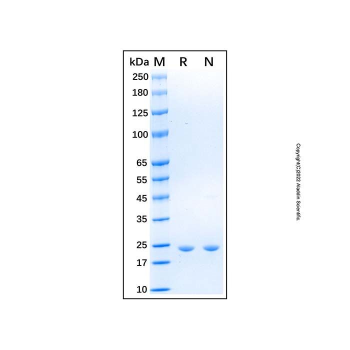 Recombinant Rat CNTF Protein -    by Aladdin Scientific