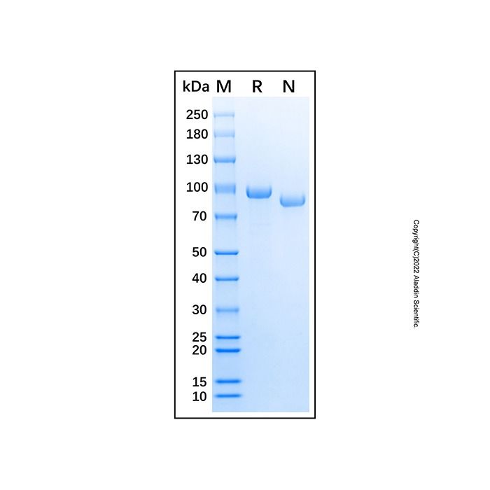 Recombinant Human Complement factor B Protein -    by Aladdin Scientific