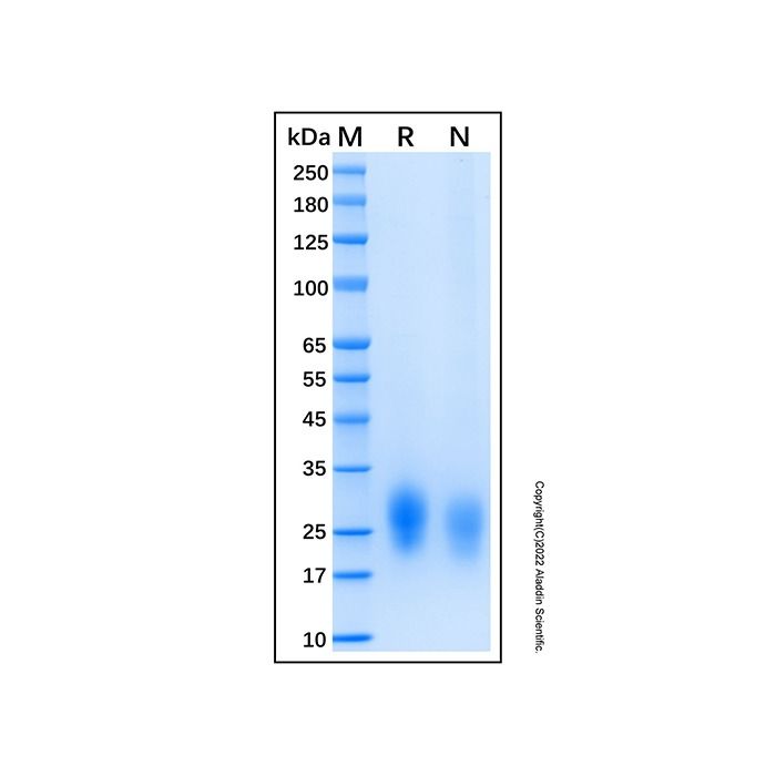 Recombinant Human GIPR Protein -    by Aladdin Scientific