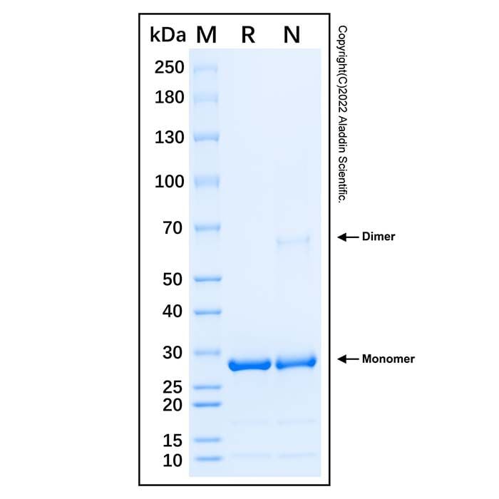 Recombinant Human GM2A Protein -    by Aladdin Scientific