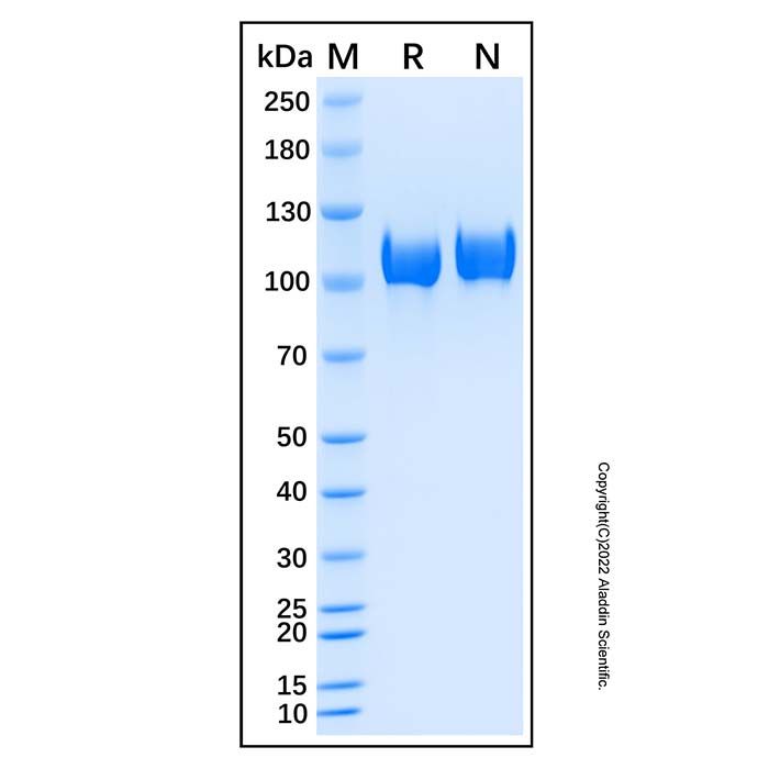 Recombinant Human Calsyntenin-1 Protein -    by Aladdin Scientific