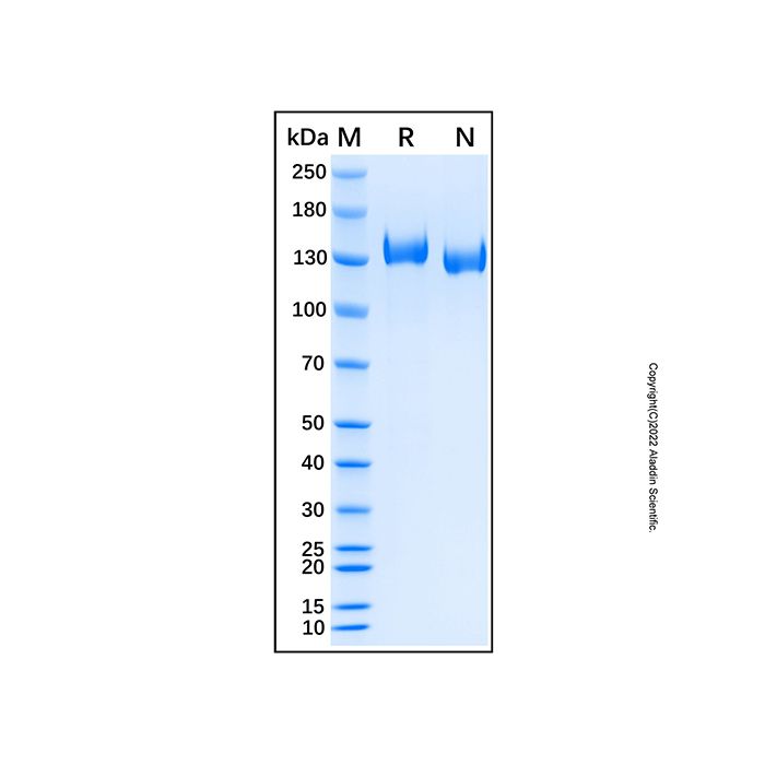 Recombinant Human Contactin-5 Protein - by Aladdin Scientific