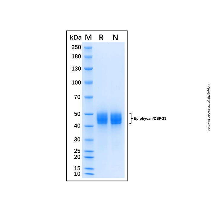 Recombinant Human Epiphycan Protein -    by Aladdin Scientific