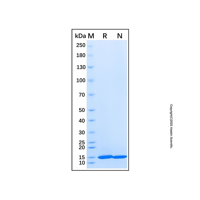 Recombinant Human ERMAP Protein -    by Aladdin Scientific