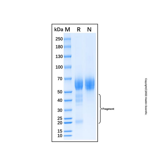 Recombinant Human Coagulation Factor XIV/Protein C Protein -    by Aladdin Scientific