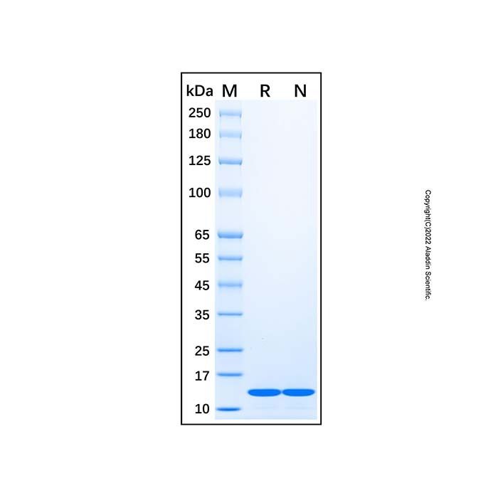 Recombinant Human COX5B Protein -    by Aladdin Scientific