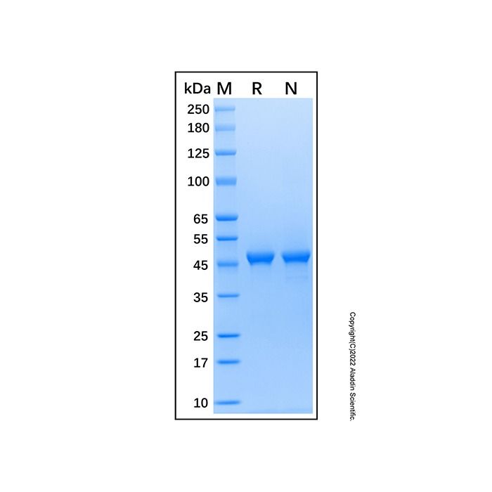 Recombinant Human ENO3 Protein -    by Aladdin Scientific