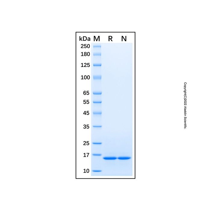 Recombinant Human ENSA Protein -    by Aladdin Scientific