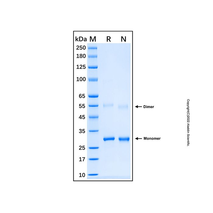 Recombinant Human Granzyme K Protein -    by Aladdin Scientific