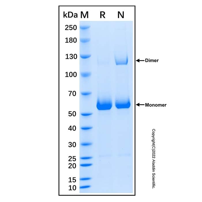 Recombinant Human Collagen XXIII alpha 1/COL23A1 Protein -    by Aladdin Scientific