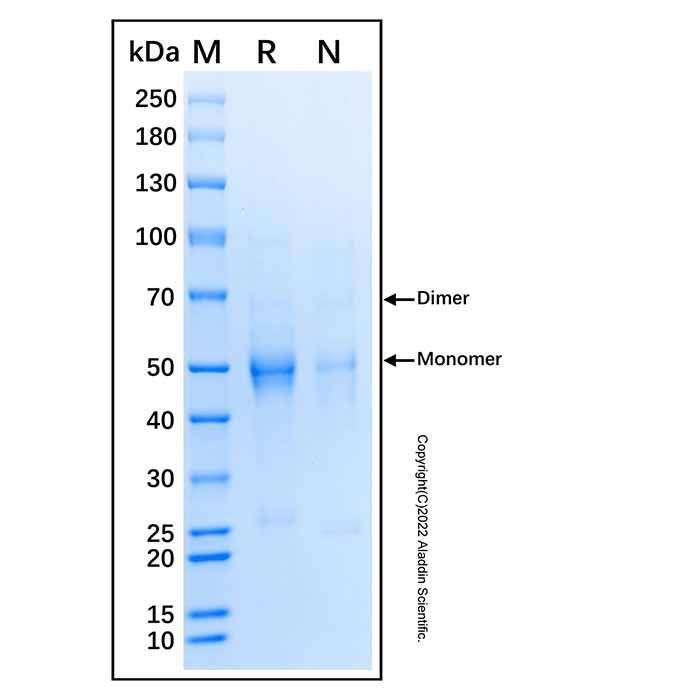 Recombinant Human Factor I/CFI Protein -    by Aladdin Scientific