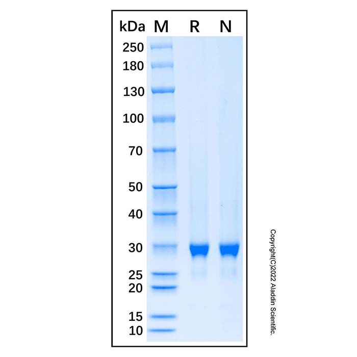 Recombinant Human DCUN1D4 Protein -    by Aladdin Scientific