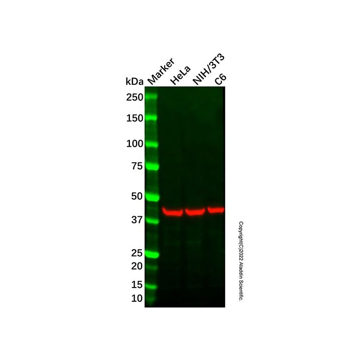 NeutrAvidin Protein (HRP) -    by Aladdin Scientific