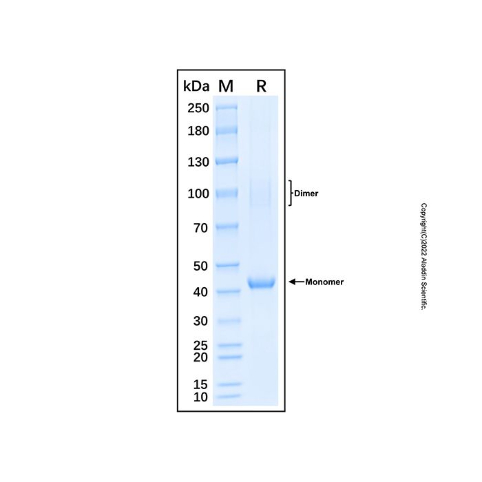Recombinant Human CRTAP Protein -    rp189338 by Aladdin Scientific