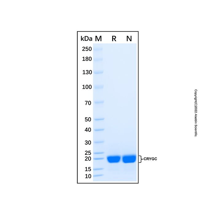Recombinant Human CRYGC Protein -    by Aladdin Scientific