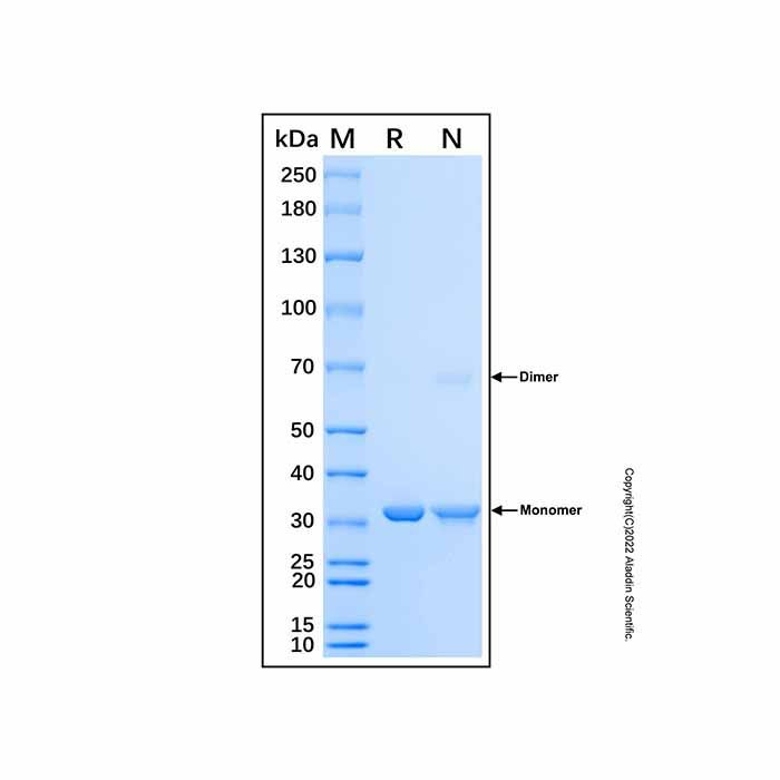 Recombinant Human FAM49B Protein -    by Aladdin Scientific