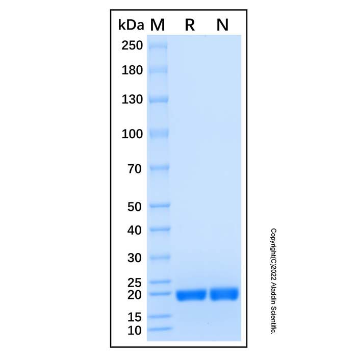 Recombinant Human DCTD Protein -    by Aladdin Scientific