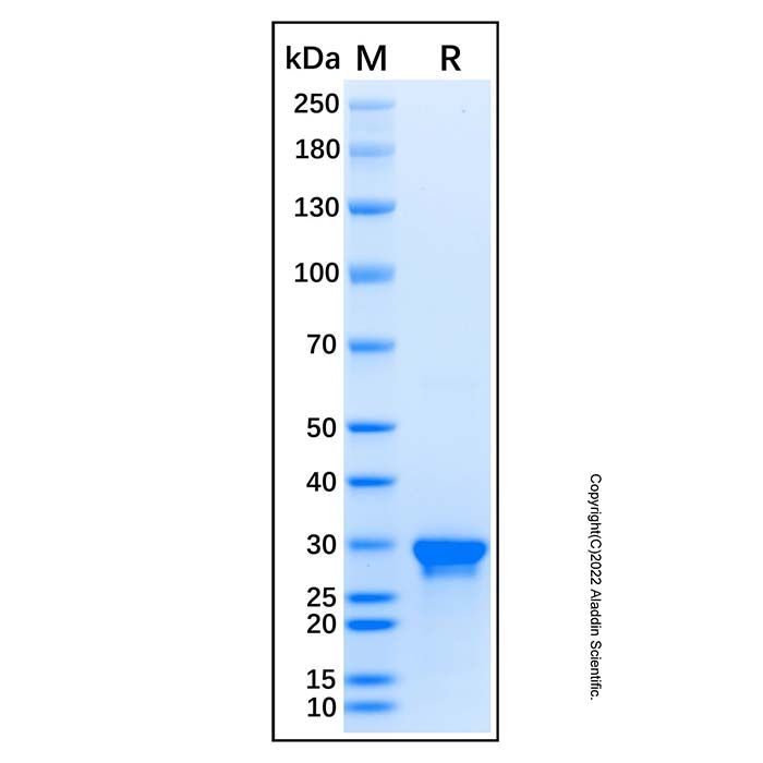 Recombinant Human DENR Protein -    by Aladdin Scientific