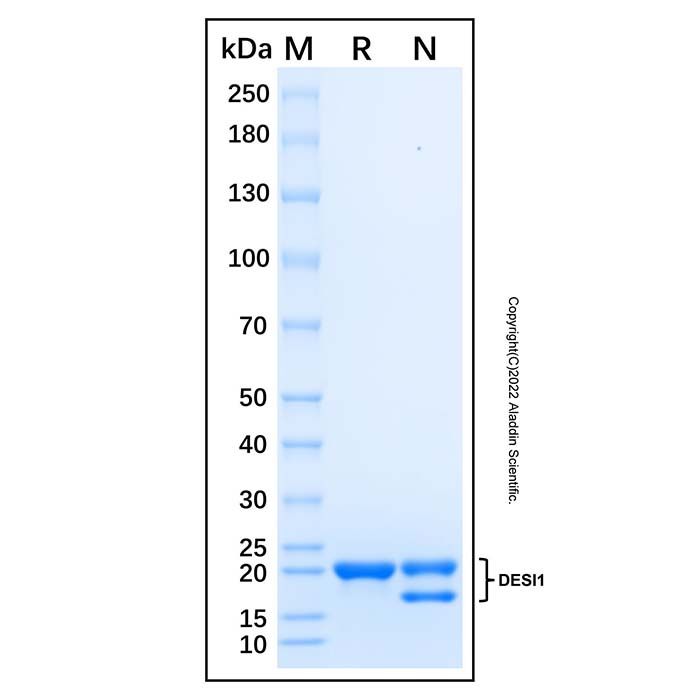 Recombinant Human DESI1 Protein -    by Aladdin Scientific