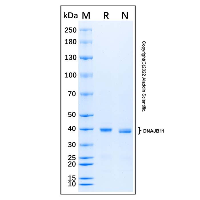 Recombinant Human DNAJB11 Protein -    by Aladdin Scientific
