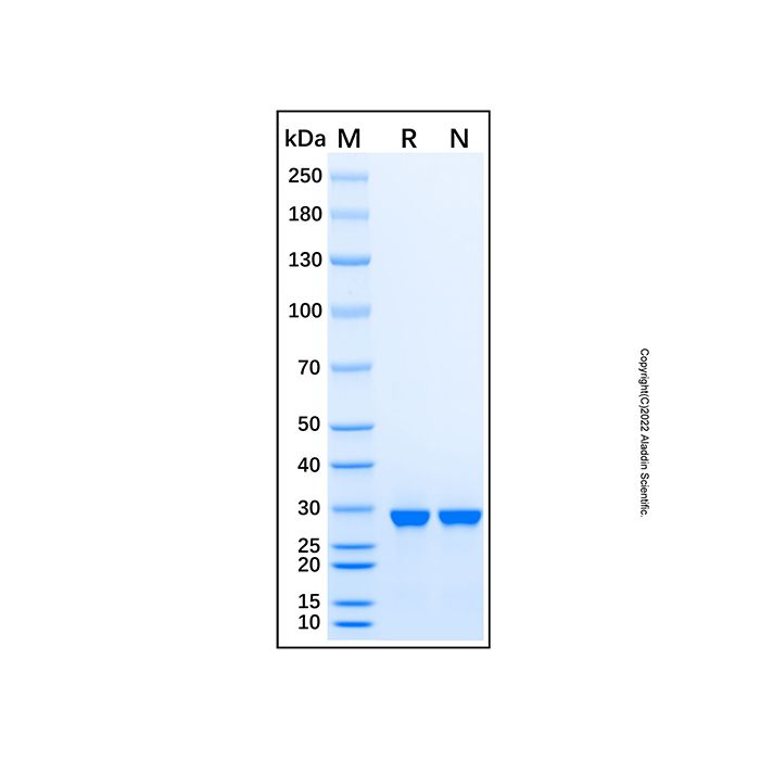 Recombinant Human DNAJC27 Protein -    by Aladdin Scientific