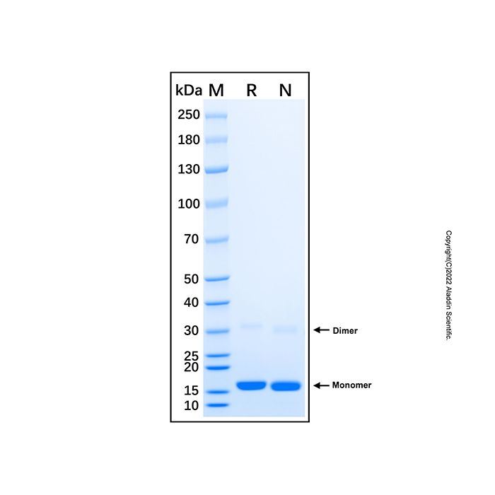 Recombinant Human DUSP19 Protein -    by Aladdin Scientific