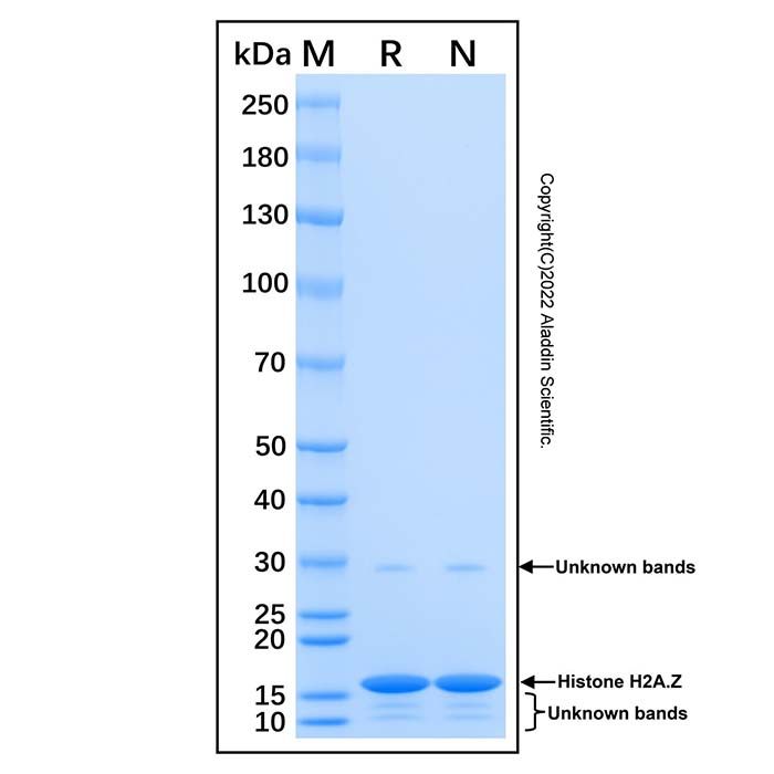 Recombinant Human Histone H2A.Z Protein -    by Aladdin Scientific