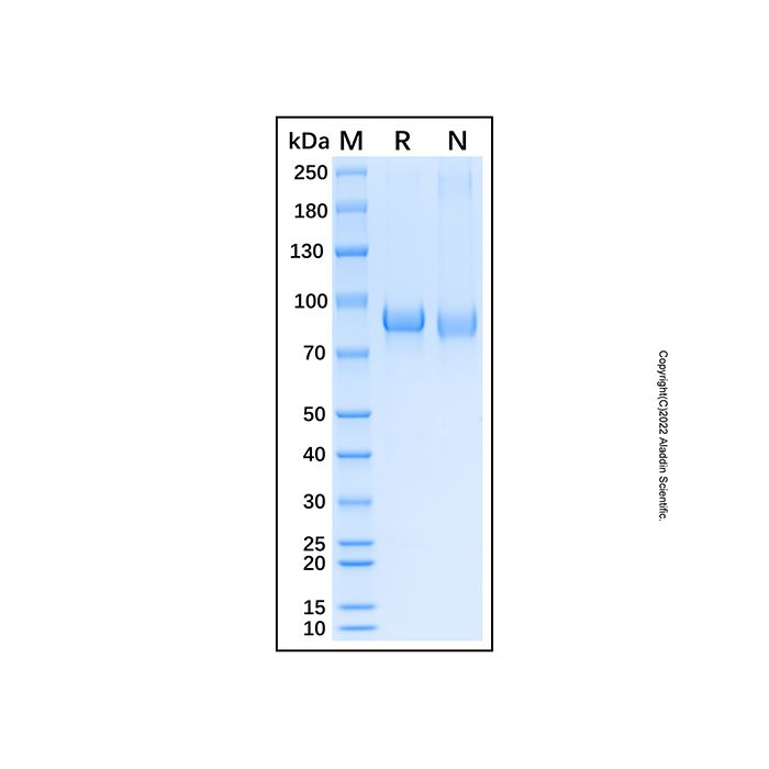 Recombinant Human Nrf2 Protein -    by Aladdin Scientific