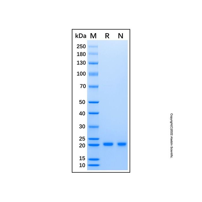 Recombinant Human KRAS (G13D) Protein -    by Aladdin Scientific