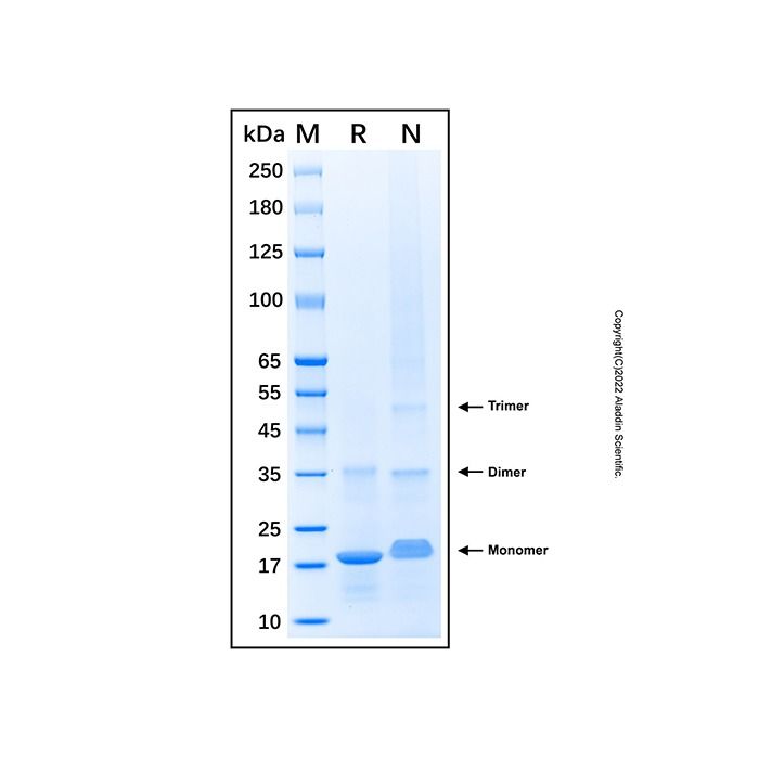 Recombinant Human Endothelin-2/ET-2 Protein -    by Aladdin Scientific