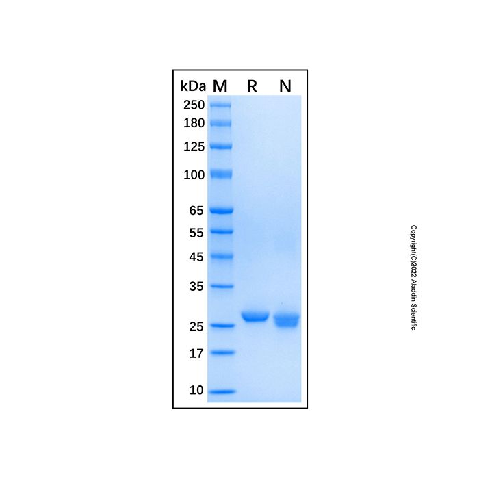 Recombinant Human FAHD1/Oxaloacetate decarboxylase Protein -    by Aladdin Scientific