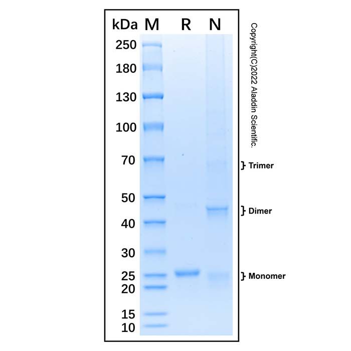 Recombinant Human FAIM Protein -    by Aladdin Scientific