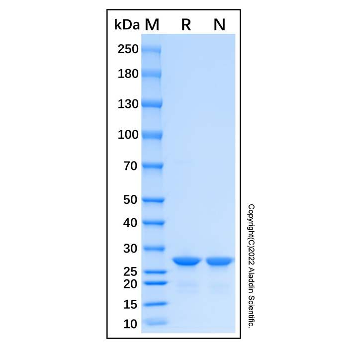 Recombinant Human OSTF1 Protein -    by Aladdin Scientific