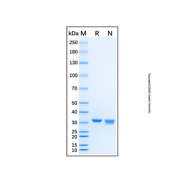 Recombinant Human POLL Protein -    by Aladdin Scientific