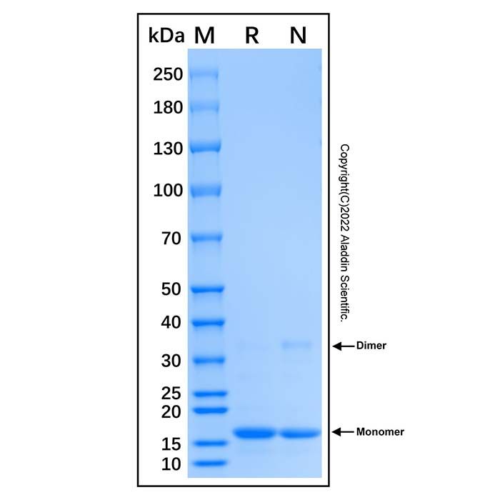 Recombinant Human POLR2D Protein -    by Aladdin Scientific
