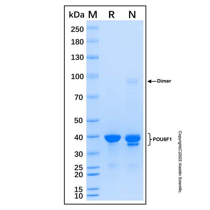 Recombinant Human POU6F1 Protein -    by Aladdin Scientific