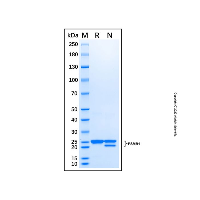 Recombinant Human PSMB1 Protein -    by Aladdin Scientific