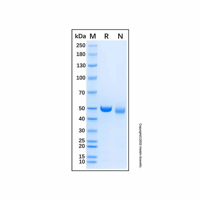 Recombinant Human PSMD5 Protein -    by Aladdin Scientific