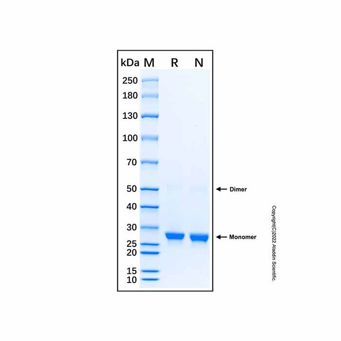 Recombinant Human RAB27A Protein  -    by Aladdin Scientific