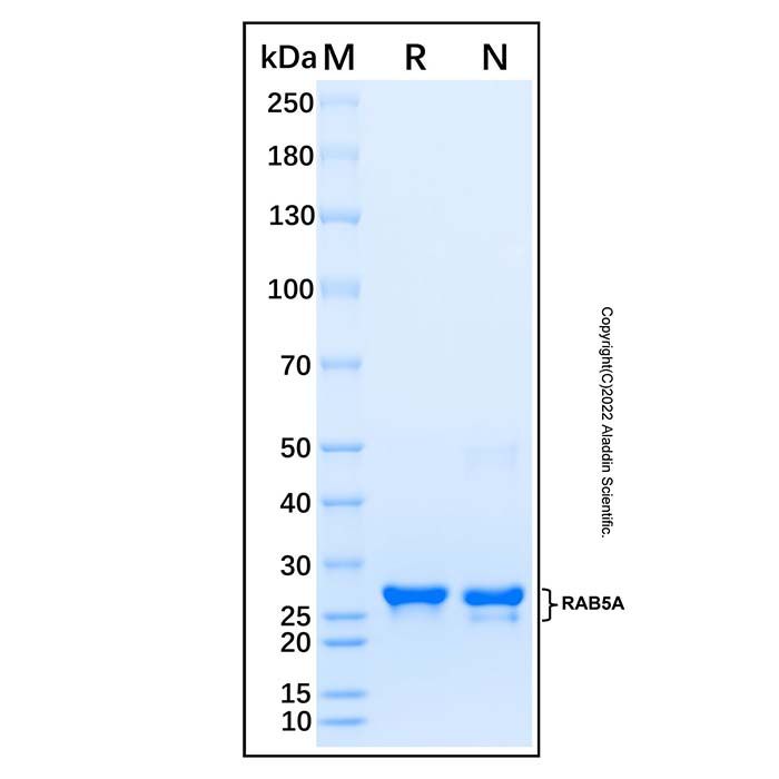 Recombinant Human RAB5A Protein -    by Aladdin Scientific