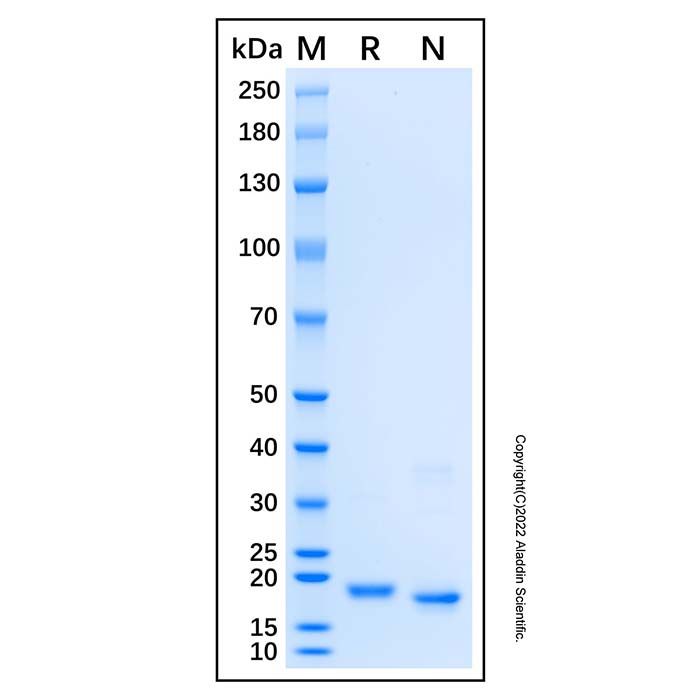 Recombinant Human RPL12 Protein -    rp192202 by Aladdin Scientific