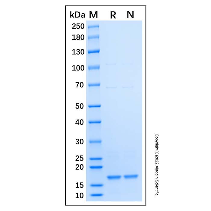 Recombinant Human RPL22 Protein -    rp192204 by Aladdin Scientific