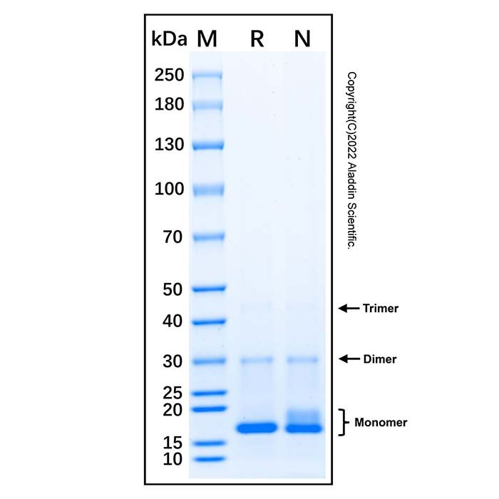 Recombinant Human RPL34 Protein -    by Aladdin Scientific